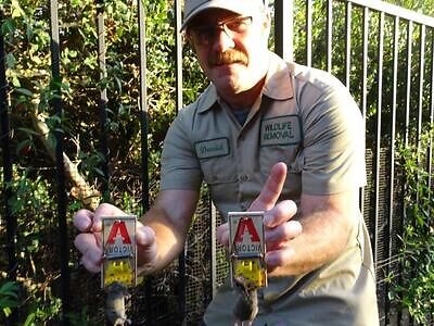Tampa pest control